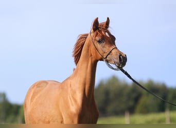 Koń czystej krwi arabskiej, Klacz, 1 Rok, Kasztanowata