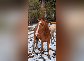 Koń czystej krwi arabskiej, Klacz, 1 Rok, Kasztanowata