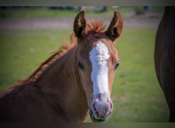 Koń czystej krwi arabskiej, Klacz, 1 Rok, Kasztanowata