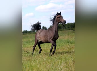 Koń czystej krwi arabskiej, Klacz, 1 Rok, Siwa