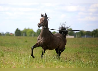 Koń czystej krwi arabskiej, Klacz, 1 Rok, Siwa