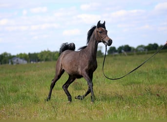 Koń czystej krwi arabskiej, Klacz, 1 Rok, Siwa