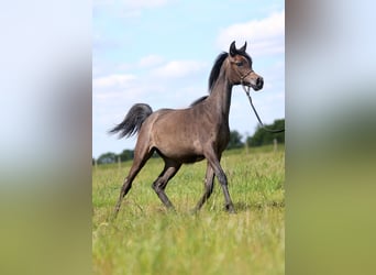 Koń czystej krwi arabskiej, Klacz, 1 Rok, Siwa