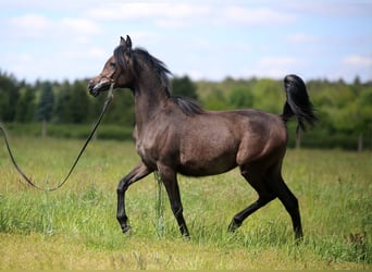 Koń czystej krwi arabskiej, Klacz, 1 Rok, Siwa
