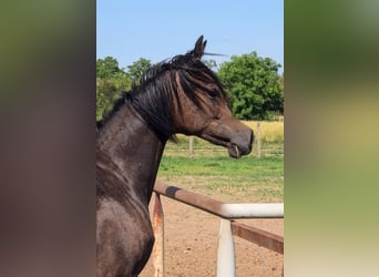 Koń czystej krwi arabskiej, Klacz, 1 Rok, Siwa