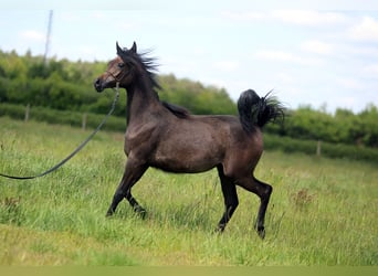Koń czystej krwi arabskiej, Klacz, 1 Rok, Siwa