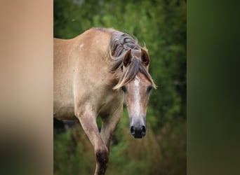 Koń czystej krwi arabskiej, Klacz, 1 Rok, Siwa