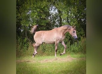 Koń czystej krwi arabskiej, Klacz, 1 Rok, Siwa