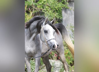 Koń czystej krwi arabskiej, Klacz, 1 Rok, Siwa