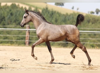 Koń czystej krwi arabskiej, Klacz, 1 Rok, Siwa