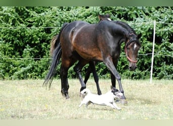 Koń czystej krwi arabskiej, Klacz, 20 lat, 152 cm, Ciemnogniada