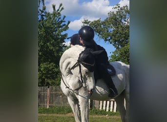 Koń czystej krwi arabskiej, Klacz, 21 lat, 160 cm, Siwa