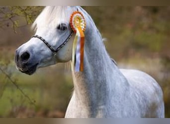 Koń czystej krwi arabskiej, Klacz, 2 lat, 135 cm, Może być siwy