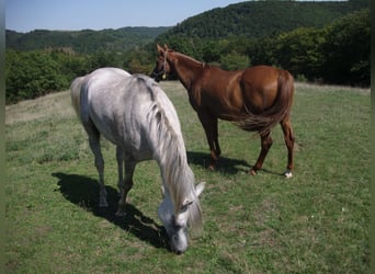 Koń czystej krwi arabskiej, Klacz, 2 lat, 135 cm, Może być siwy