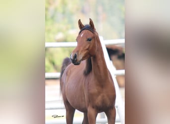 Koń czystej krwi arabskiej, Klacz, 2 lat, 146 cm, Gniada