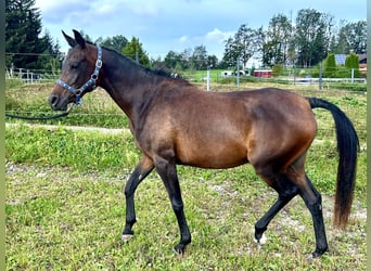 Koń czystej krwi arabskiej, Klacz, 2 lat, 150 cm, Ciemnogniada