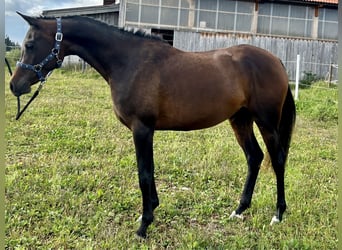 Koń czystej krwi arabskiej, Klacz, 2 lat, 150 cm, Ciemnogniada