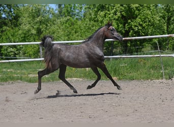 Koń czystej krwi arabskiej, Klacz, 2 lat, 150 cm, Siwa