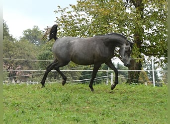 Koń czystej krwi arabskiej, Klacz, 2 lat, 152 cm, Siwa