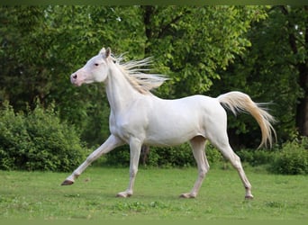 Koń czystej krwi arabskiej, Klacz, 2 lat, 153 cm, Biała