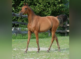 Koń czystej krwi arabskiej, Klacz, 2 lat, 153 cm, Gniada