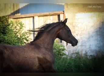Koń czystej krwi arabskiej, Klacz, 2 lat, 153 cm, Kara
