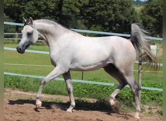Koń czystej krwi arabskiej, Klacz, 2 lat, 154 cm, Kasztanowata