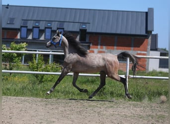 Koń czystej krwi arabskiej, Klacz, 2 lat, 154 cm, Siwa