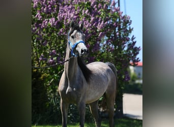 Koń czystej krwi arabskiej, Klacz, 2 lat, 154 cm, Siwa
