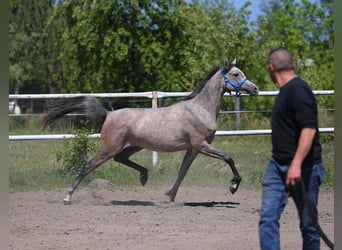 Koń czystej krwi arabskiej, Klacz, 2 lat, 154 cm, Siwa