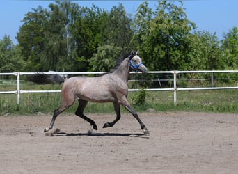 Koń czystej krwi arabskiej, Klacz, 2 lat, 154 cm, Siwa