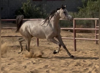 Koń czystej krwi arabskiej, Klacz, 2 lat, 154 cm, Siwa