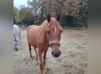 Koń czystej krwi arabskiej, Klacz, 2 lat, 155 cm, Kasztanowata