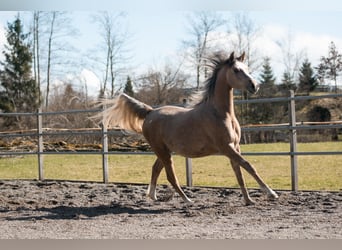 Koń czystej krwi arabskiej, Klacz, 2 lat, 155 cm, Siwa