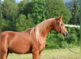 Koń czystej krwi arabskiej, Klacz, 2 lat, 156 cm, Ciemnokasztanowata