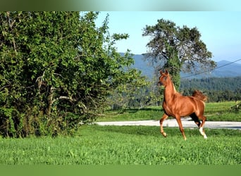 Koń czystej krwi arabskiej, Klacz, 2 lat, 156 cm, Ciemnokasztanowata