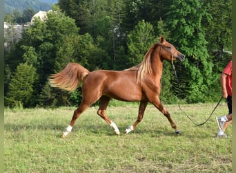 Koń czystej krwi arabskiej, Klacz, 2 lat, 156 cm, Ciemnokasztanowata