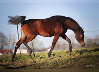 Koń czystej krwi arabskiej, Klacz, 2 lat, 156 cm, Gniada