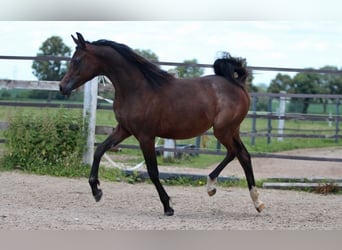 Koń czystej krwi arabskiej, Klacz, 2 lat, 156 cm, Gniada