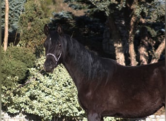 Koń czystej krwi arabskiej, Klacz, 2 lat, 156 cm, Kara