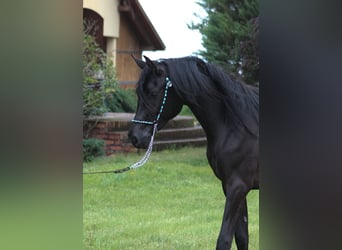Koń czystej krwi arabskiej, Klacz, 2 lat, 156 cm, Kara