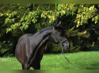 Koń czystej krwi arabskiej, Klacz, 2 lat, 157 cm, Kara