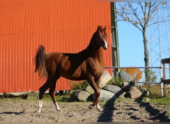Koń czystej krwi arabskiej, Klacz, 2 lat, Kasztanowata