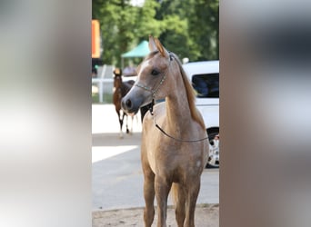 Koń czystej krwi arabskiej, Klacz, 2 lat, Siwa