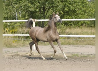 Koń czystej krwi arabskiej, Klacz, 2 lat, Siwa