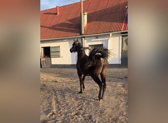 Koń czystej krwi arabskiej, Klacz, 2 lat, Skarogniada