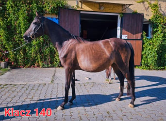 Koń czystej krwi arabskiej, Klacz, 3 lat, 140 cm, Kara