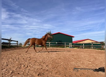 Koń czystej krwi arabskiej, Klacz, 3 lat, 140 cm, Kasztanowata