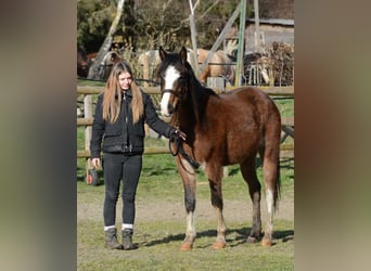 Koń czystej krwi arabskiej, Klacz, 3 lat, 148 cm, Gniada