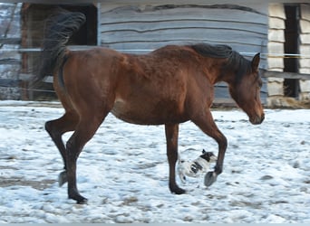 Koń czystej krwi arabskiej, Klacz, 3 lat, 150 cm, Gniada